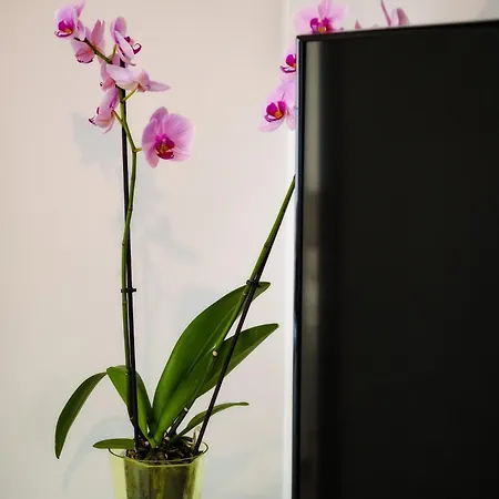 Adela - Pool &